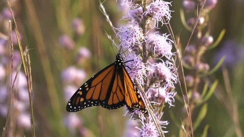 Monarch butterfly probes deeply with its proboscis for nectar. Stock-Footage 90367363