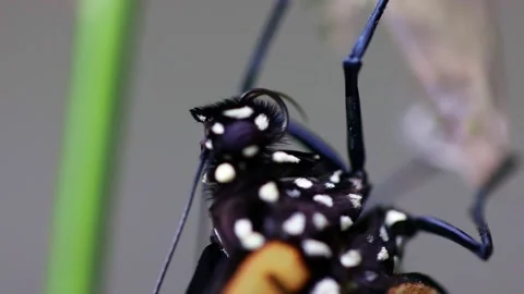 Monarch Butterfly Proposcis Stock Footage 231956856