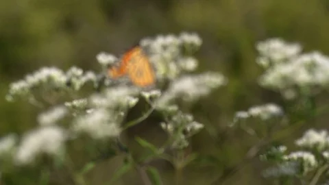 Monarch Butterfly on Queen Anne's Lace Close Rack Focus fly away Stock Footage