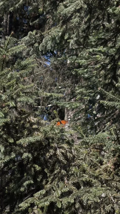 Monarch Butterfly Resting On Pine Tree Branch In Vertical Format Stock Footage 328958796