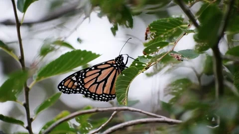 Monarch Butterfly Resting on Tree With Green Leaves Swaying in Wind Stock Footage 344909305