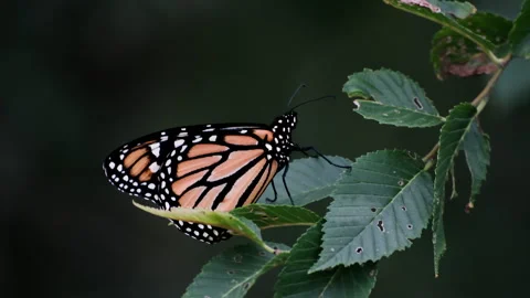 Monarch Butterfly Resting on Tree With Green Leaves in Evening Wind Stock Footage 345054069