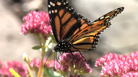Monarch Butterfly Rests During Migration on Sedum 2 Stock Footage