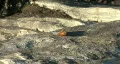 Monarch Butterfly On A Rock Vídeo HD