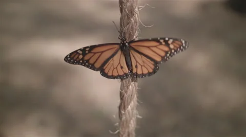 Monarch Butterfly on Rope 库存影片 50440352
