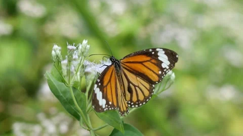 Monarch butterfly seeking nectar on Bitter bush or Siam weed blossom Stock Footage 145678329