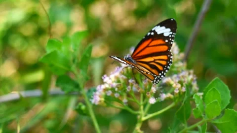 Monarch butterfly seeking nectar on Bitter bush or Siam weed blossom Stock-Footage 273552494