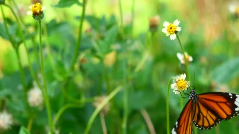 Monarch butterfly seeking nectar on seeking nectar on the Spanish Needle blossom Stock Footage 273552353