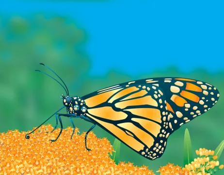 Monarch Butterfly Set Extra Illustrazione stock