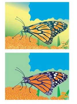 Monarch-butterfly set Stock Illustration