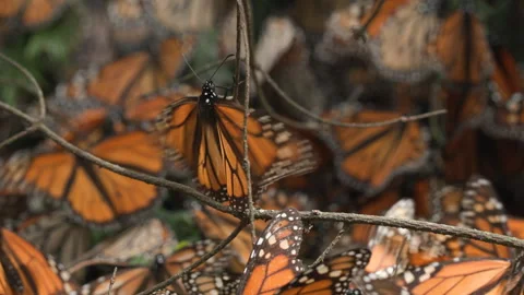 A Monarch butterfly shivering, or flapping its wings while sitting on a Stock Footage 243273314