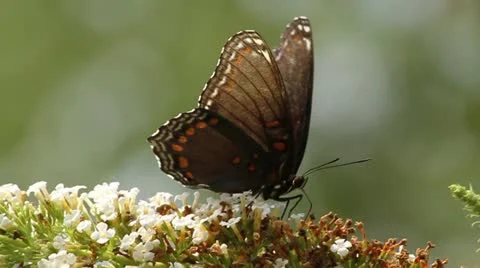 Monarch Butterfly side profile Stock Footage 11671072