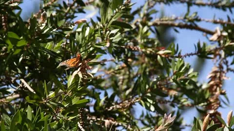 Monarch butterfly sits in branches Stock Footage 21546873