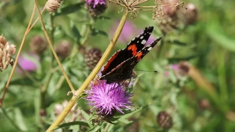 Monarch butterfly sits on flower drinking nectar Stock Footage 202173022