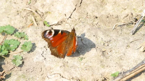 Monarch butterfly sitting on the ground Stock Footage 44045407