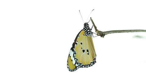 Monarch butterfly sitting on tree branch 스톡 동영상 35634060