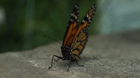 Monarch Butterfly slow motion 2 Stock Footage 118181906