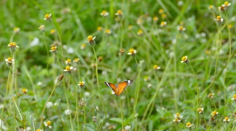 Monarch Butterfly, slow motion Stock Footage 53236644