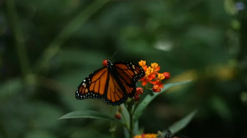 Monarch Butterfly, slow motion Stock Footage