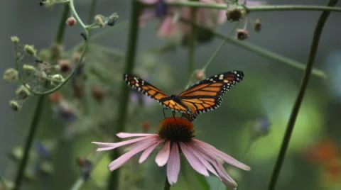 Monarch Butterfly, slow motion Stock Footage 62282029