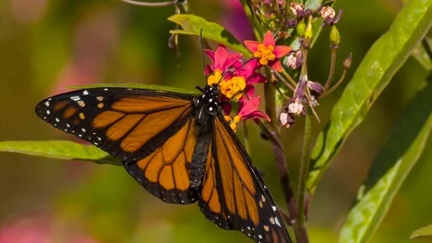 Monarch Butterfly Slow Motion Lift 1500fps Milkweed Flower Stock Footage