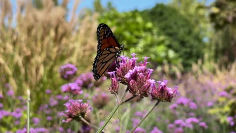 A monarch butterfly in slow motion perches on a purple verbena flower before fly Stock Footage 173596823