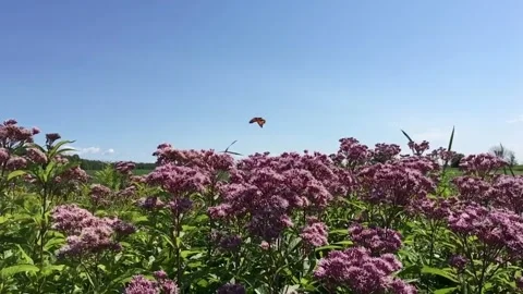 Monarch butterfly soars over field of wildflowers in slow motion Stock Footage 161734292
