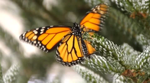 Monarch butterfly on spruce bud Stock Footage 65702176