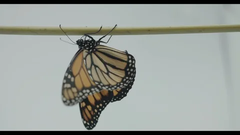 Monarch butterfly on stick Vídeos de archivo 113378906
