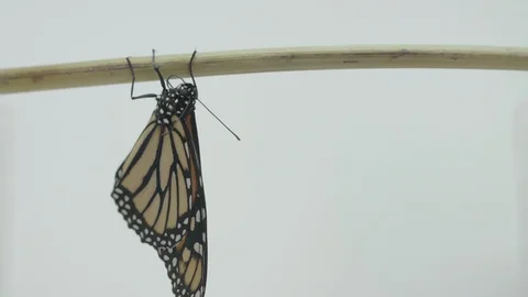 Monarch butterfly on stick Vídeos de archivo 113380653