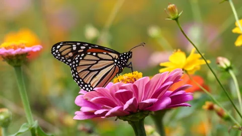 Monarch Butterfly stops to feed on its migration Stockbeeldmateriaal 252403337