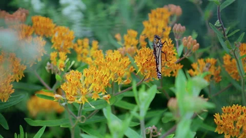 Monarch Butterfly Stretching its Wings Stock Footage 342316320