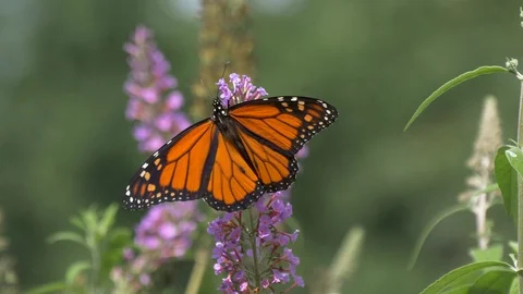Monarch butterfly in the sun1 4K Видео 117063945