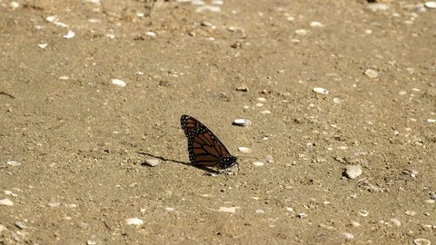 Monarch butterfly taking flight Stock Footage 80749771