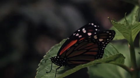 Monarch butterfly taking ultra-slow motion flight from a leaf Stock Footage 59545929