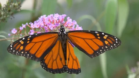 Monarch butterfly with torn wing 4K Stock Footage 95088862