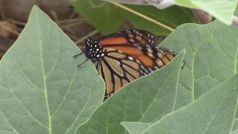 Monarch butterfly transitions Video stock 77846393
