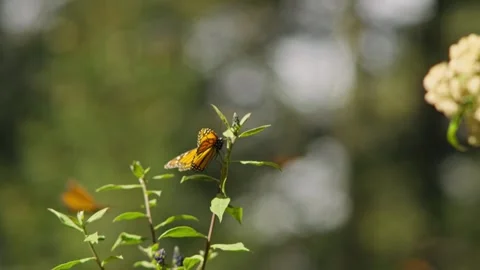 MONARCH BUTTERFLY AT A TREE WITH BUTTERFLY FLYING IN SLOW MOTION Stock Footage 241229624