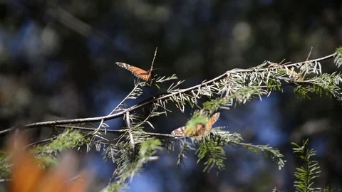 Monarch butterfly on a tree Video stock 78928111