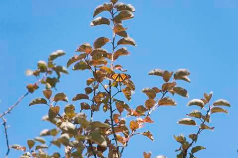 Monarch butterfly on tree Stock Photos