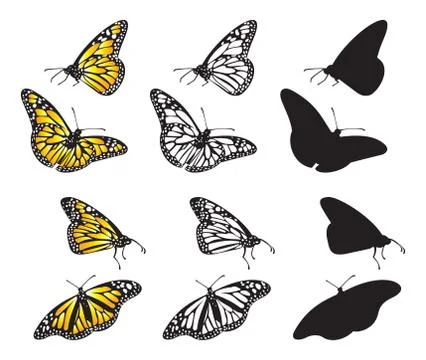 Monarch butterfly in various positions, vector illustration Illustrazione stock