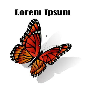 The Monarch butterfly  vector Stock Illustration