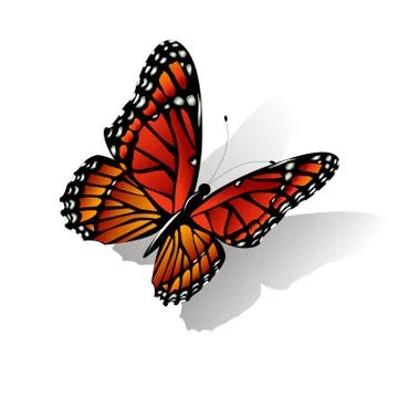 The Monarch butterfly  vector Stock Illustration