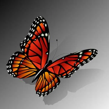 The Monarch butterfly  vector Stock Illustration