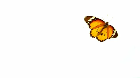 Monarch Butterfly on white background 스톡 동영상 35601903