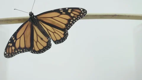 Monarch butterfly on white background Vídeos de archivo 113381385