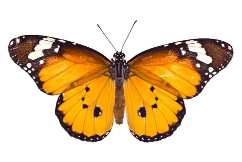 Monarch butterfly on white background Stock Photos