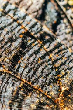 Monarch Butterfly Wings Abstract Pattern Close Up Stock Photos