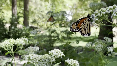Monarch Butterly Single Stock Footage 264511040