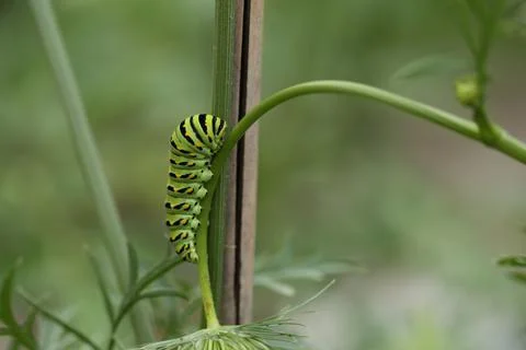 Monarch catapillar1 Stock Photos